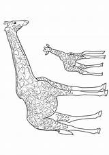 Giraffe Giraffa Stampare Pianetabambini Singolarmente sketch template