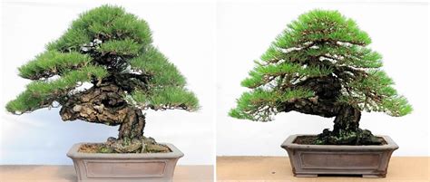 tighten masterpiece  beauty    bonsai world bonsai