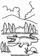 Alligator Coloring Pages Clipartpanda Terms sketch template