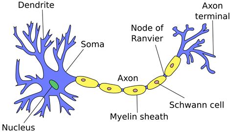 neural networks part   neuron marek rei