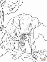 Elefanten Elefant Indischer Ausmalbild Elefante Dibujo Indio sketch template