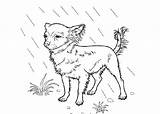 Rain Coloring Dog Chihuahua Pages Standing Netart Color sketch template