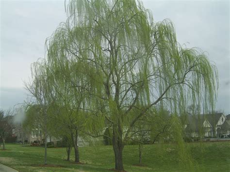 weeping willow trees find  willow tree  nashville middle tn area