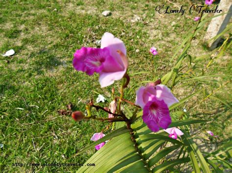 bamboo orchid arundina graminifolia