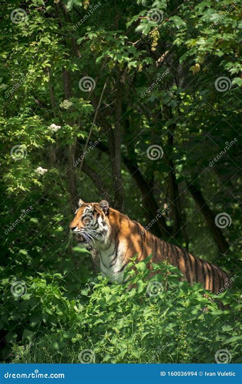 angry tiger  wild stock photo image  blue black