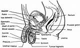 Reproductive Labeled Organs Brooksidepress Urogenital sketch template