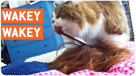 Cat Wakes Up Owner Hairball Youtube