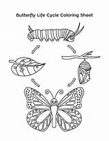 Monarch Farfalla Schmetterling Vitale Borboleta Raupe Draw Papillon Cykl Motyl Motyla Kolorowanka Rozwojowy Nasze Przedszkole sketch template