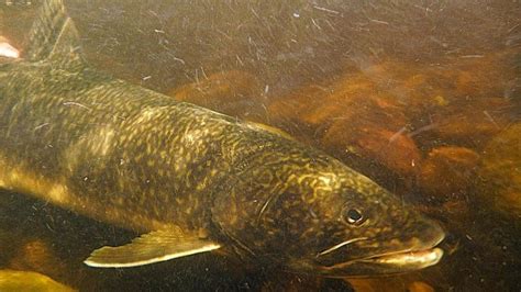 decades     disappear lake trout  spawning   lake superior