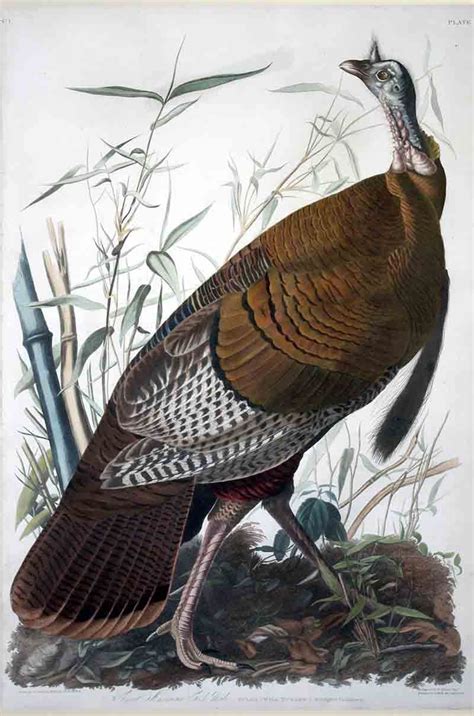 wild turkey by audubon john james 1827