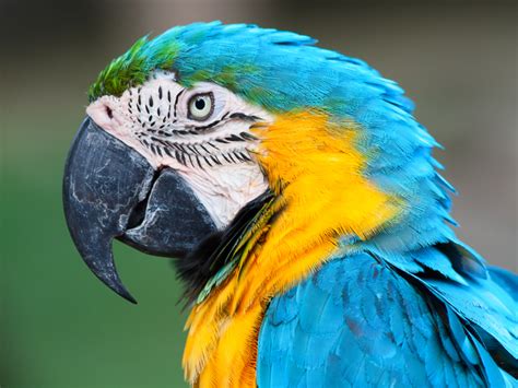Blue And Gold Macaw Bird Breed Information And Pictures