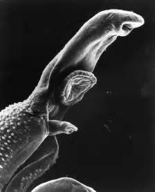 fileschistosome parasite semjpg