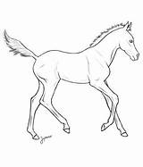 Foal Lineart Line Foals Horses Fohlen Animal Ausmalbilder Breeding Pferde sketch template