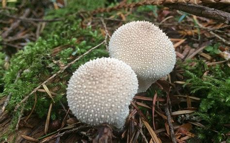 puffball mushrooms meronwood