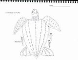 Turtle Leatherback sketch template