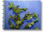 Afbeeldingsresultaten voor "halimeda Opuntia". Grootte: 150 x 113. Bron: www.koiratgeber.de