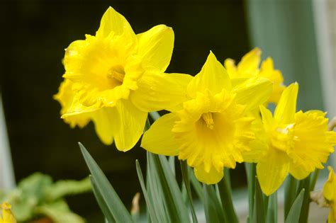 photo daffodils daffodil flower fragrance