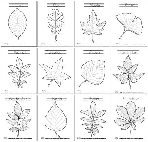 leaf coloring pages itsy bitsy fun