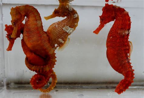 orange seahorse kp aquatics