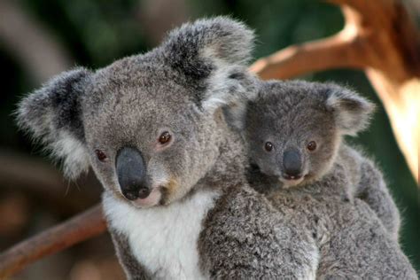 koala facts habitat behavior diet