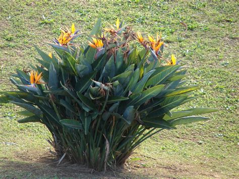 Bird Pollination Of The Bird Of Paradise — In Defense Of