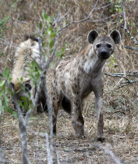 namibia forum reisebericht südafrika das erste mal 1 15