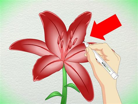 ways  draw  lily wikihow