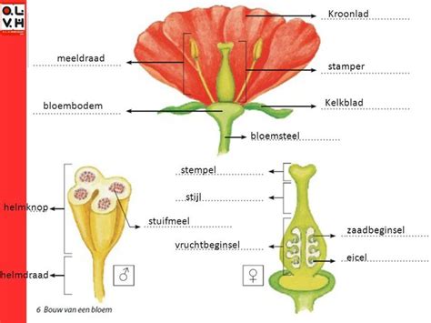 bloemonderdelen botany botanical biology