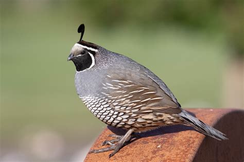 california quail sacramento audubon society