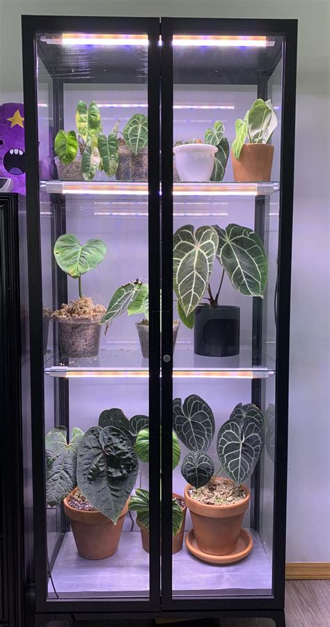 finally started  put  plants   ikea greenhouse cabinet