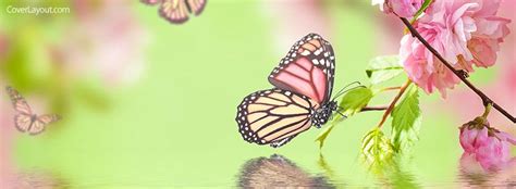 butterfly spring facebook cover twitter cover photo