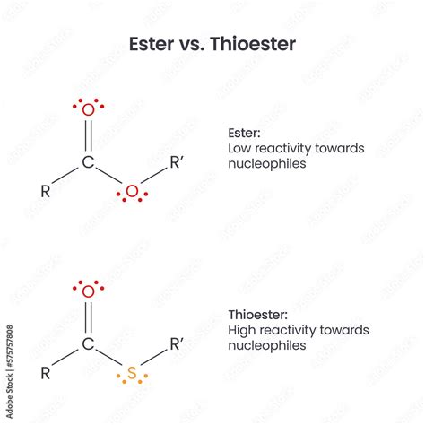 ester  thioester biochemistry functional groups vector infographic stock vector adobe stock