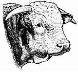 Hereford Clip Herefords Family Library Archived sketch template