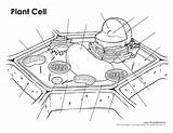 Unlabeled Printable Timvandevall Biology Labeling Labels Paintingvalley Sharon Goodinfo sketch template