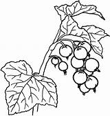 Holly Coloring Berry Pages Leaves Berries Getcolorings Unusual Inspiration Getdrawings Drawing sketch template