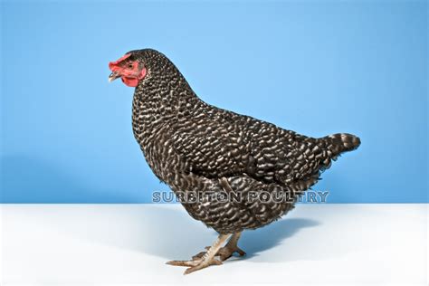 speckledy surbiton poultry