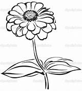 Zinnia Flower Coloring Drawing Clipart Vector Clip Sketch Pages Getcolorings Color Getdrawings Printable sketch template