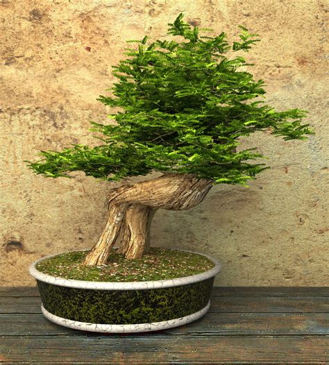 pictures  bonsai trees  style  shape