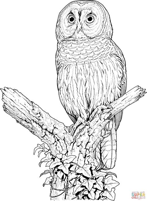 flying owl coloring pages coloring home