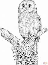 Coloring Owl Pages Barred Perched Drawing Printable sketch template