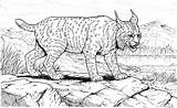 Lynx Coloring Pages Big Cat Bobcat Realistic Animals Cats Wildlife Print Clipart Kids Drawings Footprint sketch template