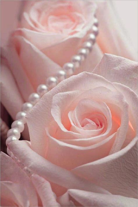 Pink Roses With Pearls In 2023 Rose Flower Wallpaper Pink Roses