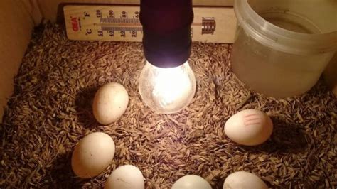 telur ayam menetas  ifaworldcupcom
