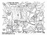 Rainforest Coloring Amazon Pages Getcolorings Amazing sketch template