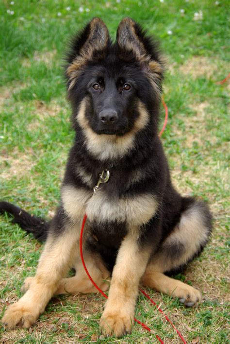 Big German Shepherds Picture Of German Shepherd Puppies