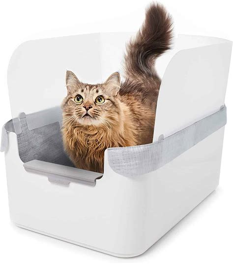 litter box  cats  throw litter cat meme stock pictures