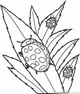 Coloring Pages Insect Popular sketch template