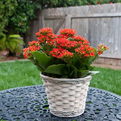 28 Best House Plant Kalanchoe Pic Help These Pink