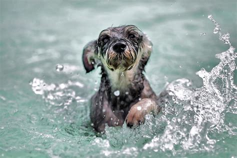 zwemmen met je hond blog plein leather dog sofa dog swimming education canine pet dogs