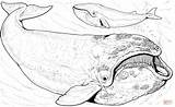 Bowhead Ballena Whales Groenlandia Capodoglio Supercoloring Lusso sketch template